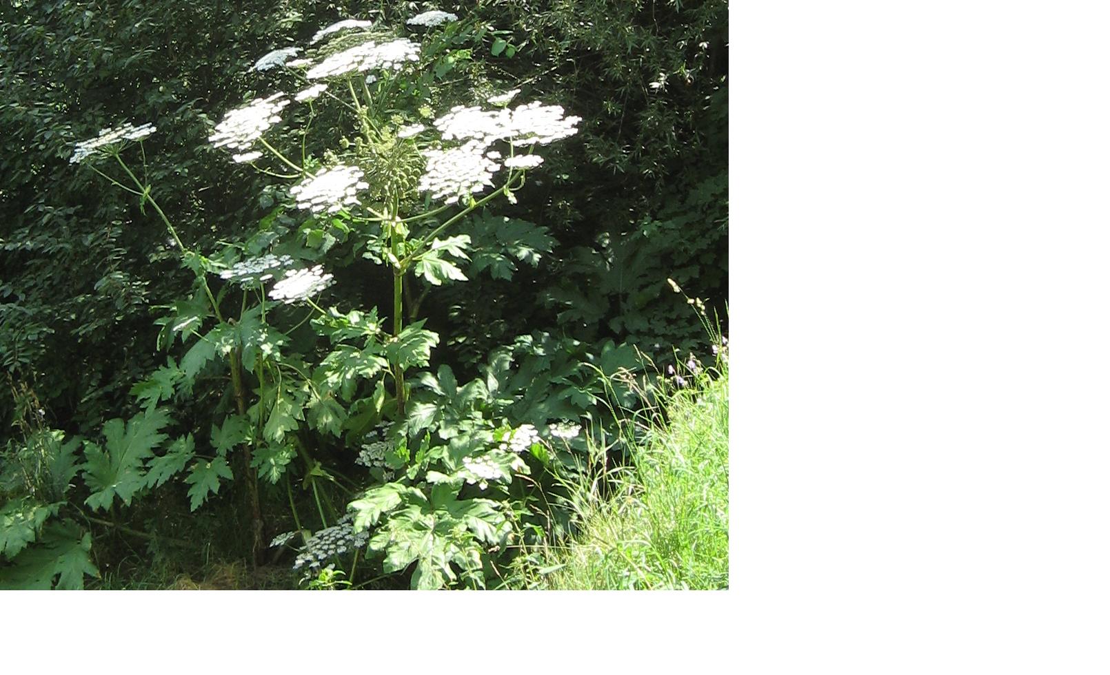 barszcz Sosnowskiego.JPG